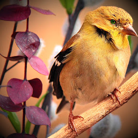 American Gold Finch by Paul Mays - Animals Birds ( bird, nature, finch, birds, kentucky,  )
