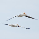 American White Pelican