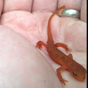 Eastern Newt