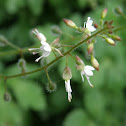 Enchanter's nightshade