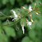 Enchanter's nightshade