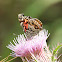 American Painted Lady