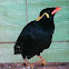 Common Hill Myna