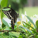 Laurel Swallowtail Butterfly
