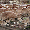 Split Gill Fungus