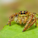 Carrhotus Sp. (Female)