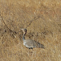 Buff-crested Bustard