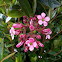 Escallonia