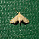 Crambid moth