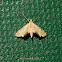 Crambid moth