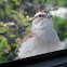 Chipping Sparrow