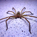 Huntsman spider