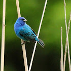 Indigo bunting