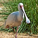 African spoonbill