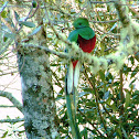 Replendent Quetzal
