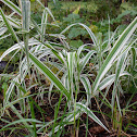 Ribbon Grass