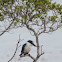 Collared kingfisher