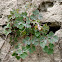 Columbine