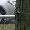 Downy woodpecker 