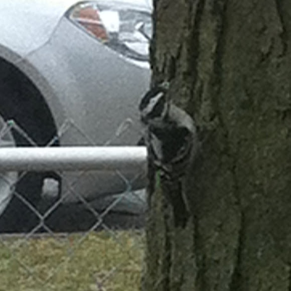 Spotting Image 1