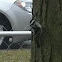 Downy woodpecker 