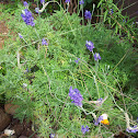 Lavender bush