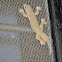 flat-tailed house gecko