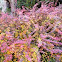 Berberis thumbergeii