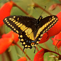 Papilio Polyxenes Stabilis