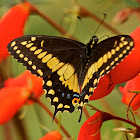 Papilio Polyxenes Stabilis