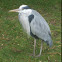 Grey Heron