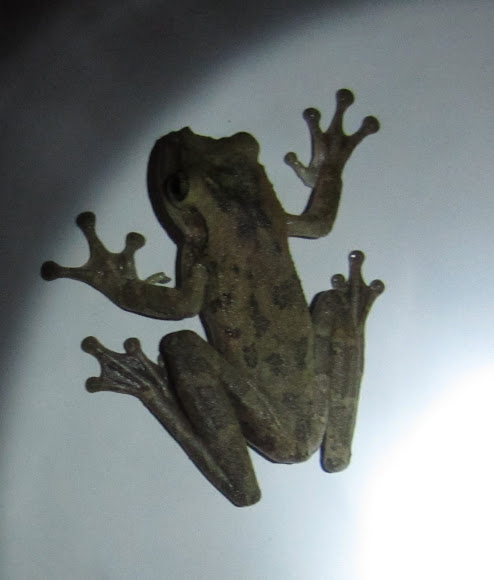 Spotting Image 1