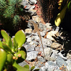 Whiptail