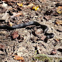 Black Racer