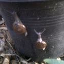 Garden Snail