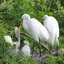 Great egret
