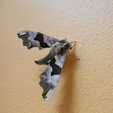 Lime hawk moth