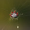 Double-spotted Spiny Spider