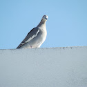 paloma ala blanca