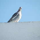 paloma ala blanca