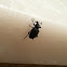 Weevil