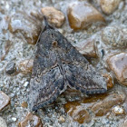 Green cloverworm moth