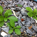 Green harmony , Longevity spinach , Cholesterol spinach