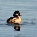 Bufflehead