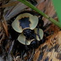 American Carrion Beetle