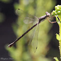 (Female) California Spreadwing Damselfly