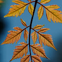 Goldenrain tree, Jabonero de la china