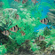 Tiger barb