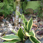 Lengua de mi suegra - planta o parasito