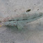 Bartail Goatfish